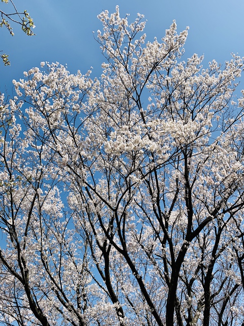 近所の桜の様子～愛知環状鉄道沿いの旧六名堤～