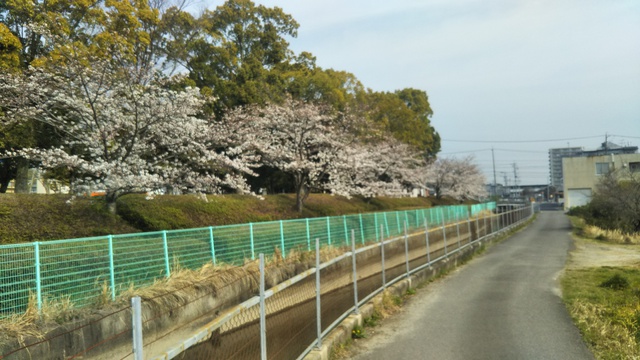 市民文化会館前の桜