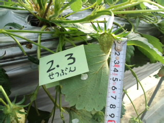クイズの答え７