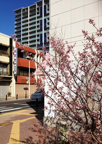 桜、咲きました