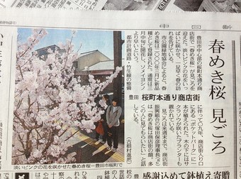 中日新聞に春めき桜が載りました