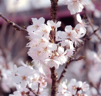 春めき桜の続き