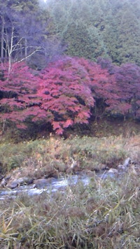 明智川の紅葉