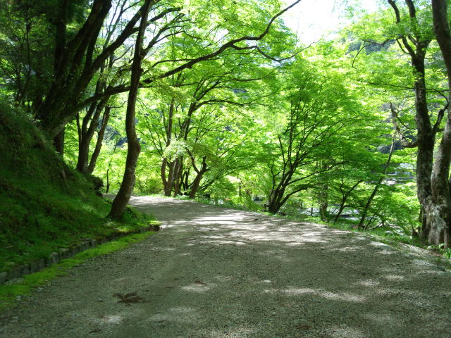 新緑を散歩　香嵐渓