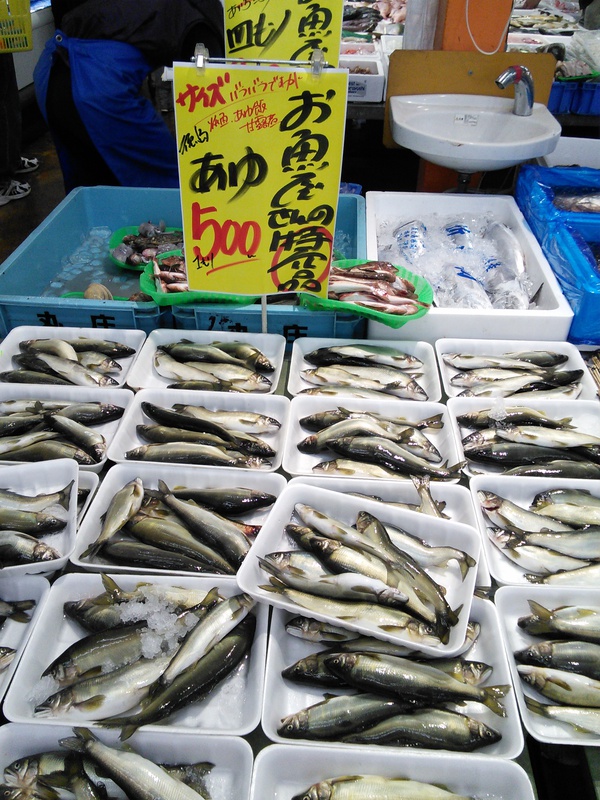 スイカの匂いのする魚 スイカの匂いのする魚