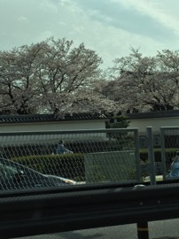 岡崎城の桜
