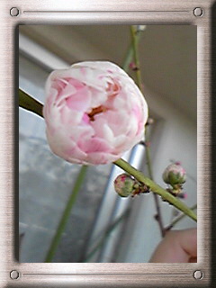 咲きました！花桃