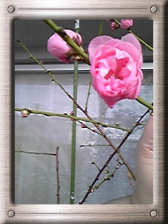 咲きました！花桃