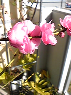 今日の花桃