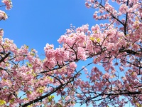 岡崎･葵桜！