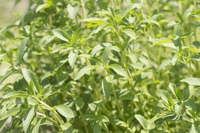 【ハーブ】のご紹介：ステビア　植物のある暮らしを 2020/12/25 07:40:33