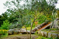 【庭の植物】常緑樹の特徴やメリットデメリットとは？ 2021/02/04 16:00:00
