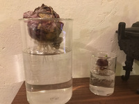 【植物のある暮らし】ヒヤシンス・アリウムの水栽培8日目 2021/01/19 08:31:52
