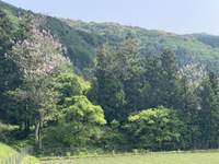 桐から霧へ（晩春から初夏へ）【岡崎市・中山間部】 2021/05/28 11:11:40