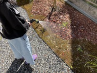 【苔】お庭の水やり【岡崎市】 2021/03/15 16:44:47