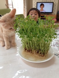 豆苗収穫成功＾＾