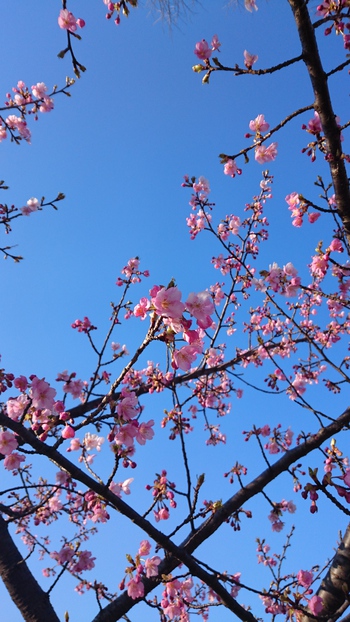 五平餅と桜