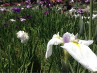 知立花しょうぶ祭り 2015/05/31 12:09:50