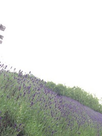 富良野のラベンダー 2015/07/01 11:00:00