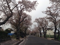 桜並木 2016/04/10 10:24:11