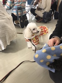 癒しの犬たち 2017/02/06 20:16:12