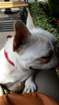 肥満は病気・・・。 2015/06/16 19:29:24