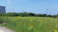 「夏」を満喫！伊良湖といえば大あさり♪ 2016/08/04 09:00:00