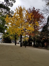 秋の行楽や建て前などのお祝いにもぜひどうぞ！豊田市美人亭のお弁当♪ 2017/11/21 22:38:02