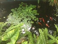 鞍ヶ池公園の温室 2014/03/02 09:43:40