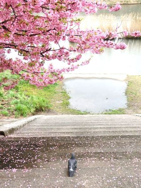 乙川沿い河津桜（葵桜）満開です　岡崎市