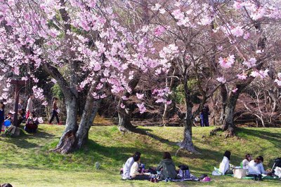 水源公園桜まつり２０１５