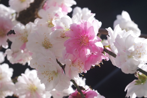 豊田市上中のしだれ桃が満開見頃です！