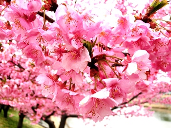 乙川（岡崎市）の葵桜（河津桜）が満開になりました