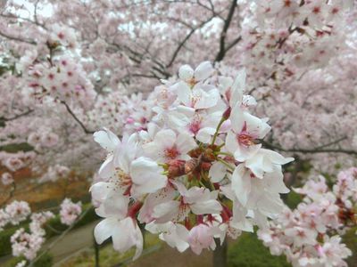 岡崎の桜まつり２０１５