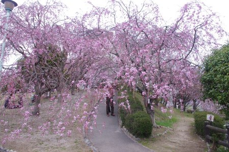 幸田しだれ桜まつり２０１４