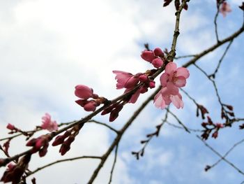 3月25日水源公園の桜の様子