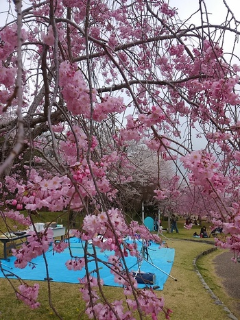 桜ウォーク とフェルナのオープンセール