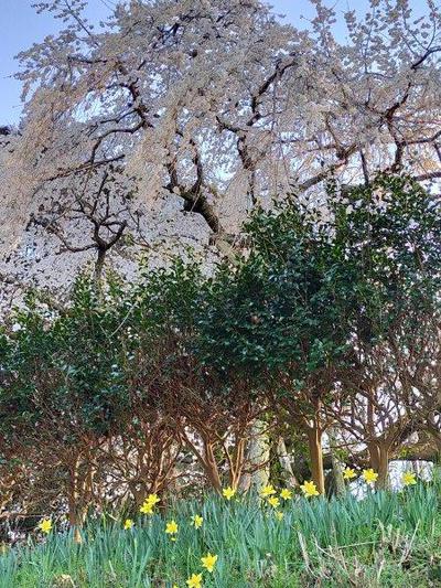この界隈の一番桜・・・‶奥山田の枝垂れ桜″ 開花状況❣❣