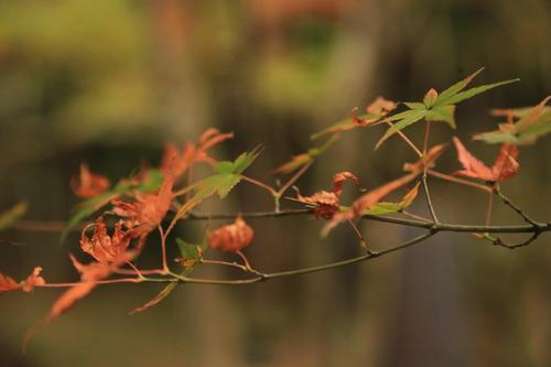 《後編》　『優雅なる秋の九州　3日間』の記録と記憶