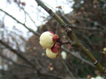 第９回平芝梅林公園梅まつり　梅は咲いたか