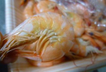 三河湾産よしえび