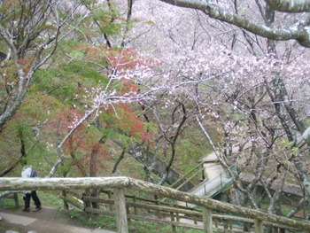 小原四季桜まつり２０１１