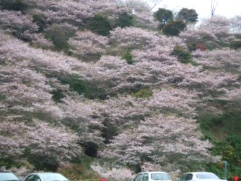 小原四季桜まつり２０１１