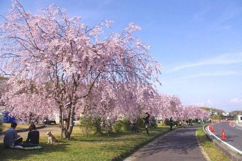 ４月５日の水源公園桜
