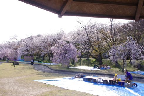 ４月５日の水源公園桜