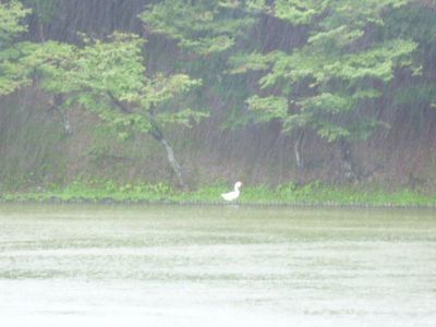 台風の中の形原温泉あじさいの里と岡崎東公園菖蒲まつり