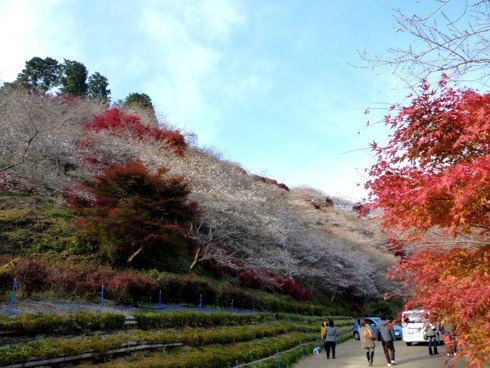 小原四季桜まつり２０１２
