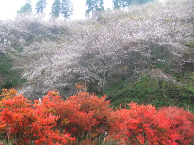 小原四季桜のビューポイント