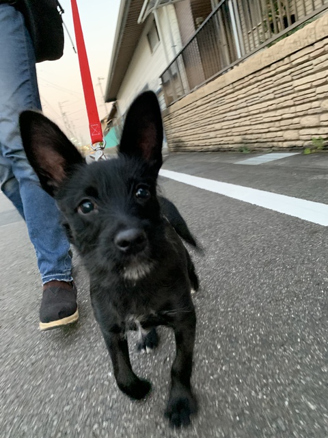 豊田市 散歩トレーニング 犬