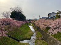 加茂川沿いの河津桜が見ごろでした！　　（豊田市）